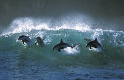 Dauphins dans vagues