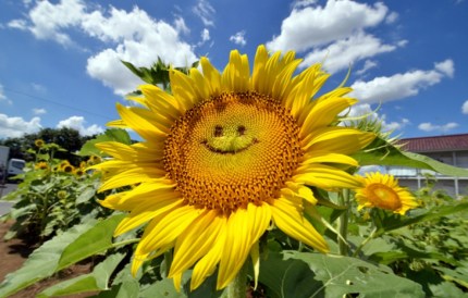 Le sourire de l'amour