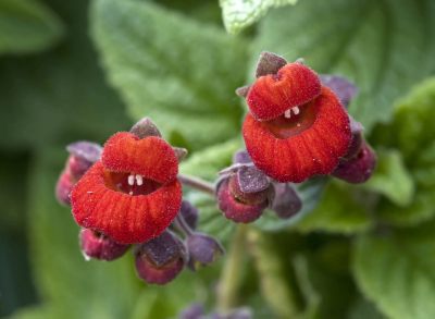 La nature est experte pour nous conter fleurette