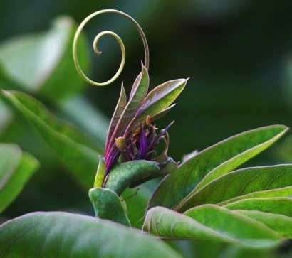Le bourgeon d'un désir