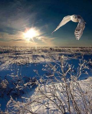 Ce qui est chouette avec les gagnants