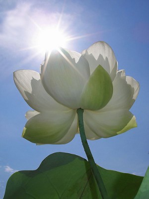 Sous le soleil de la compréhension