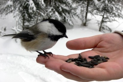 Mésange et main en hiver