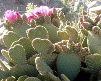 The-Desert-is-all-Heart--co