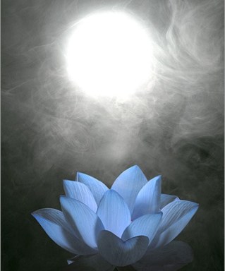 blue-lotus-flower