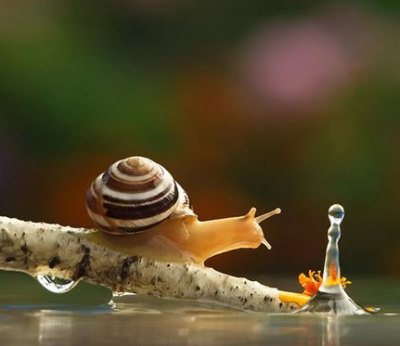 beautiful-world-snails-04