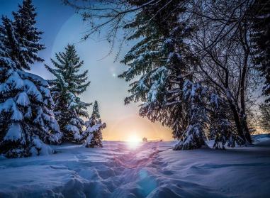 Sapins d'hiver soleil