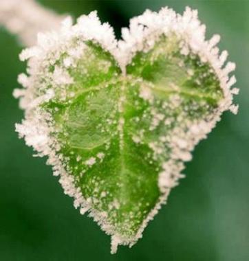Coeur de givre
