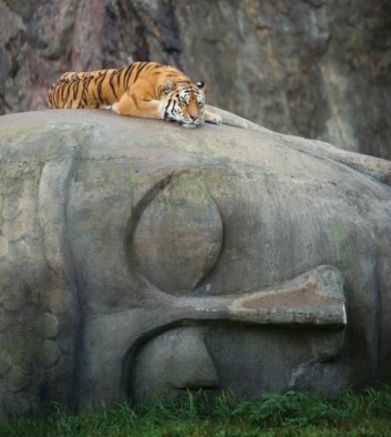 Tigre tête Boudha