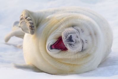 Loup marin rires fous