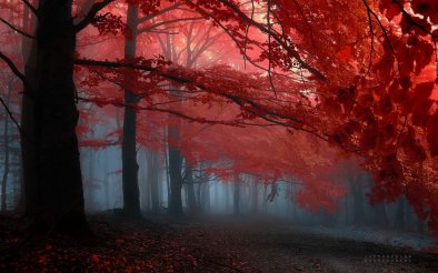 forest-trees-red-leaves-foggy-misty-peaceful-autumn-fall-landscape-1440x900
