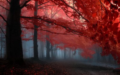 forest-trees-red-leaves-foggy-misty-peaceful-autumn-fall-landscape-1440x900