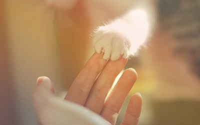 love_hand_white_fur_girl_woman_cat