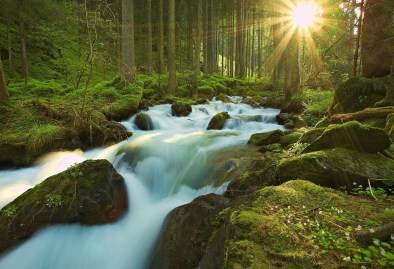 Soleil forêt source