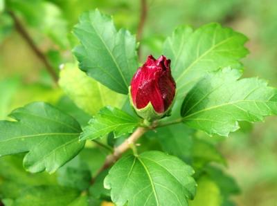 Bourgeon devient fleur