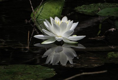 nenuphard-noir-et-blanc